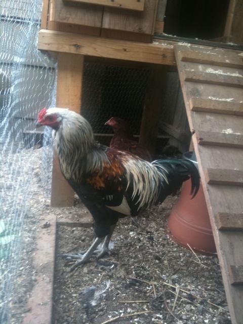 99858_chicken.jpg