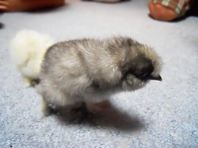 99878_silkies_chick_1.jpg