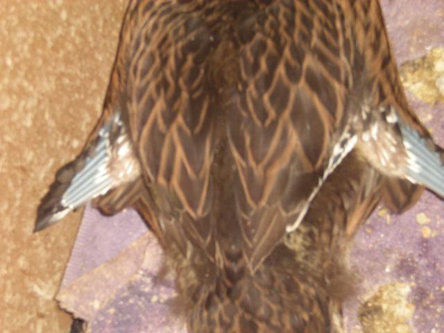 99902_dscn0301.jpg