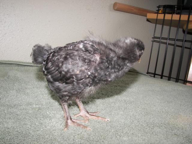 9998_barred_rocks_2.jpg