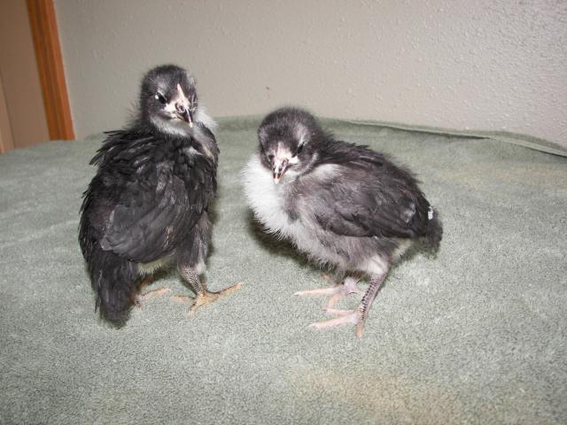 9998_black_australorp_pullets.jpg