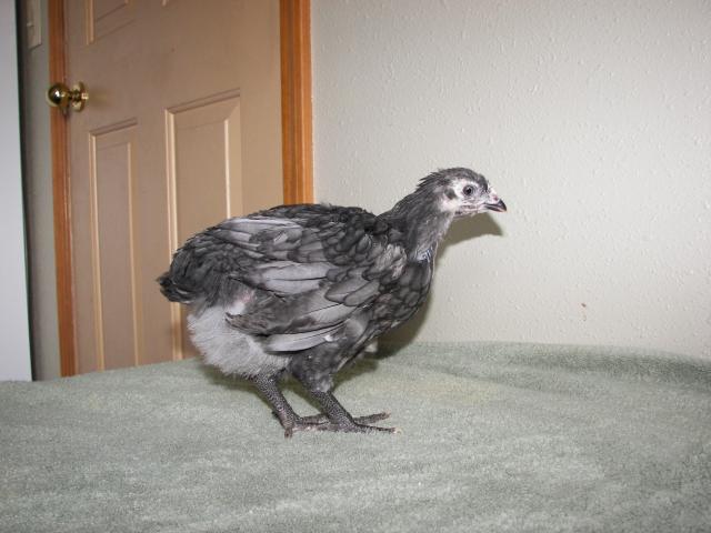 9998_blue_orpington_cock.jpg