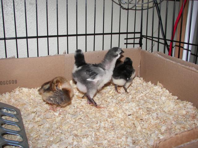 9998_chickens10_012.jpg