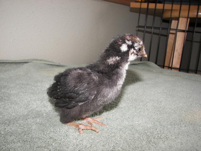 9998_silver_laced_wyandotte_pullet_2.jpg