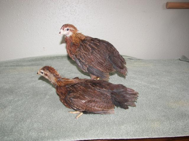 9998_welsummer_pullet_3.jpg