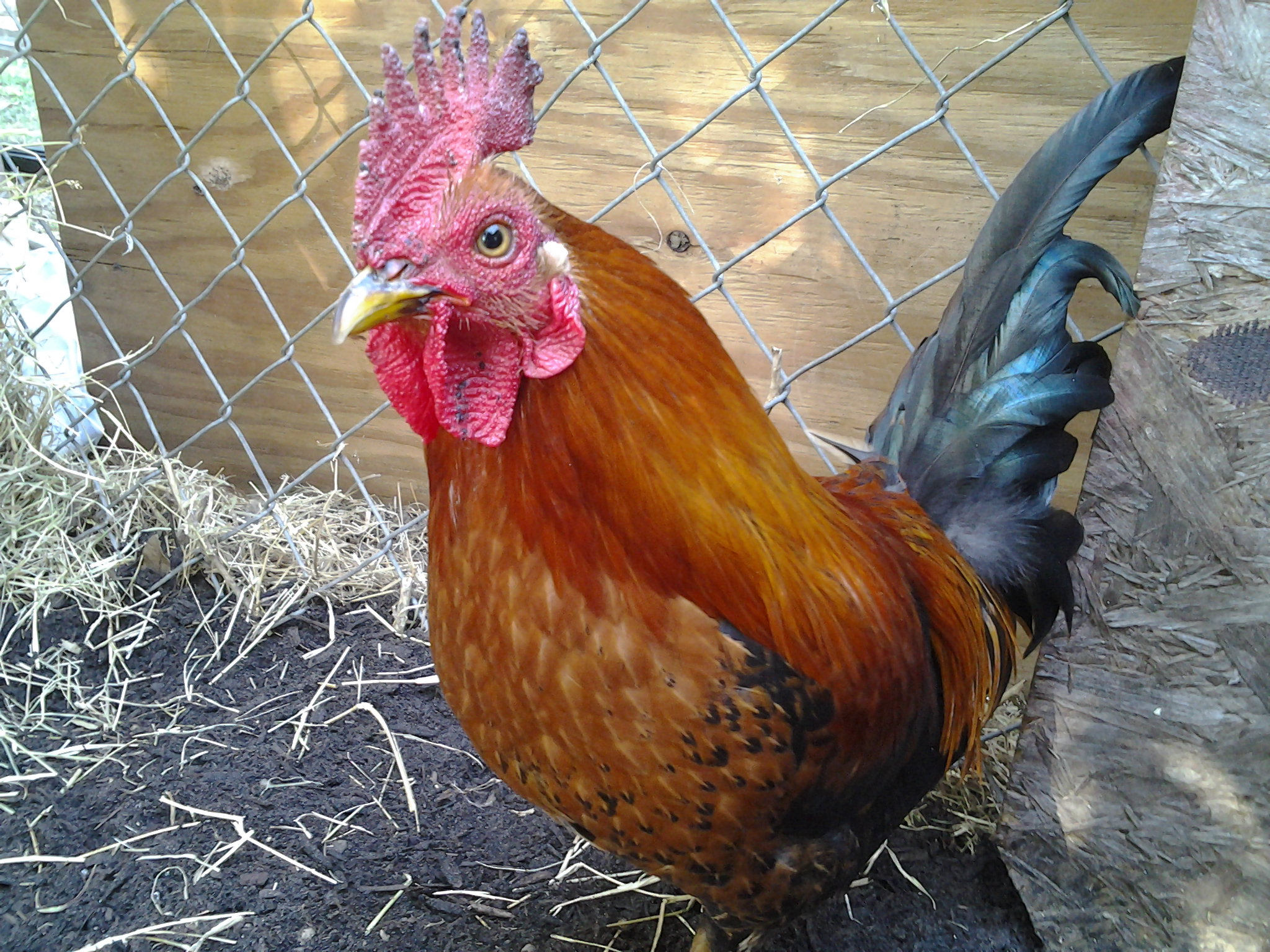 
this is baby corn, he looks just like his dad, he is from the second generation of kids from lupe, he has two sisters , the rest were sent to another farm.