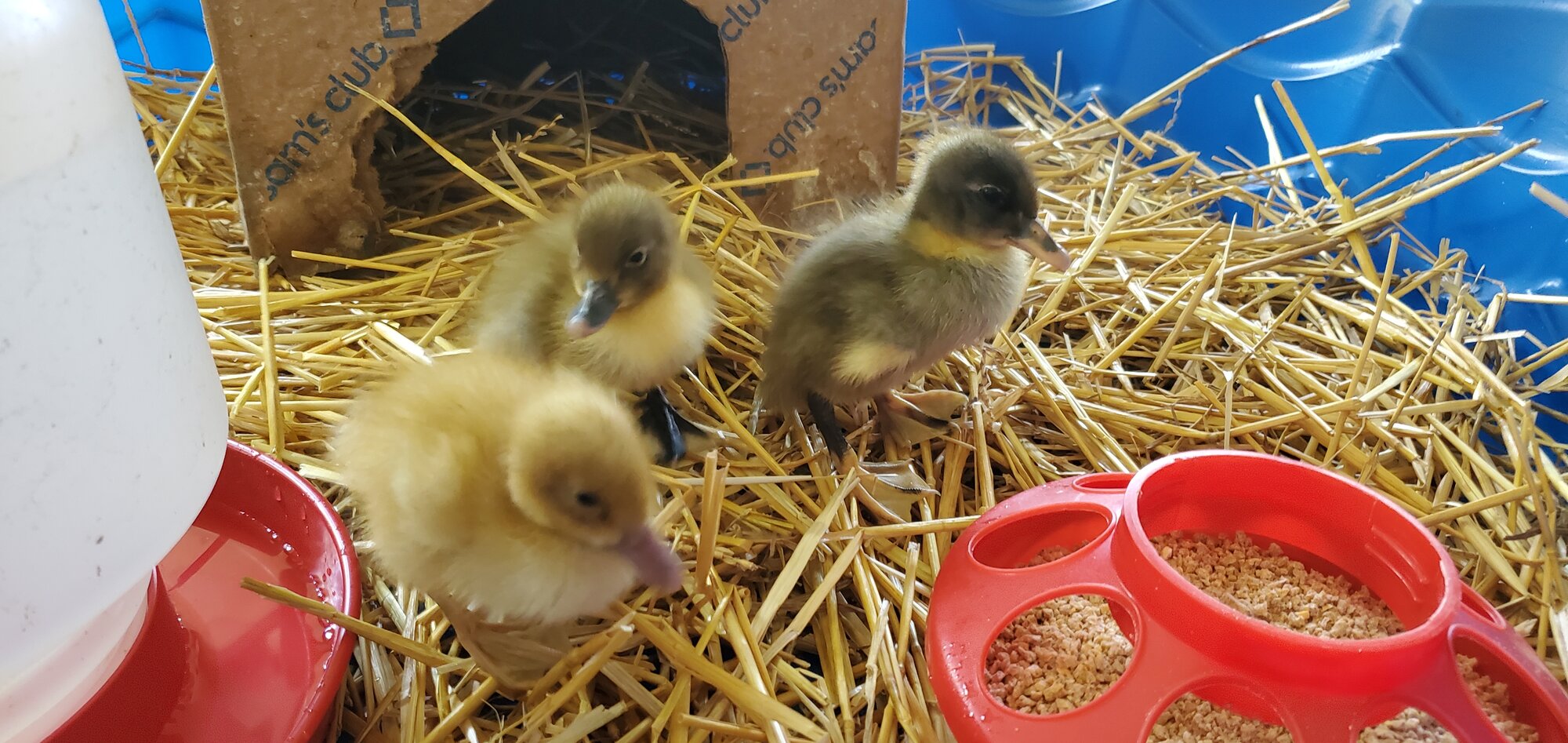»Replacement Duck« and her two Blue Swedish buddies in the brooder
