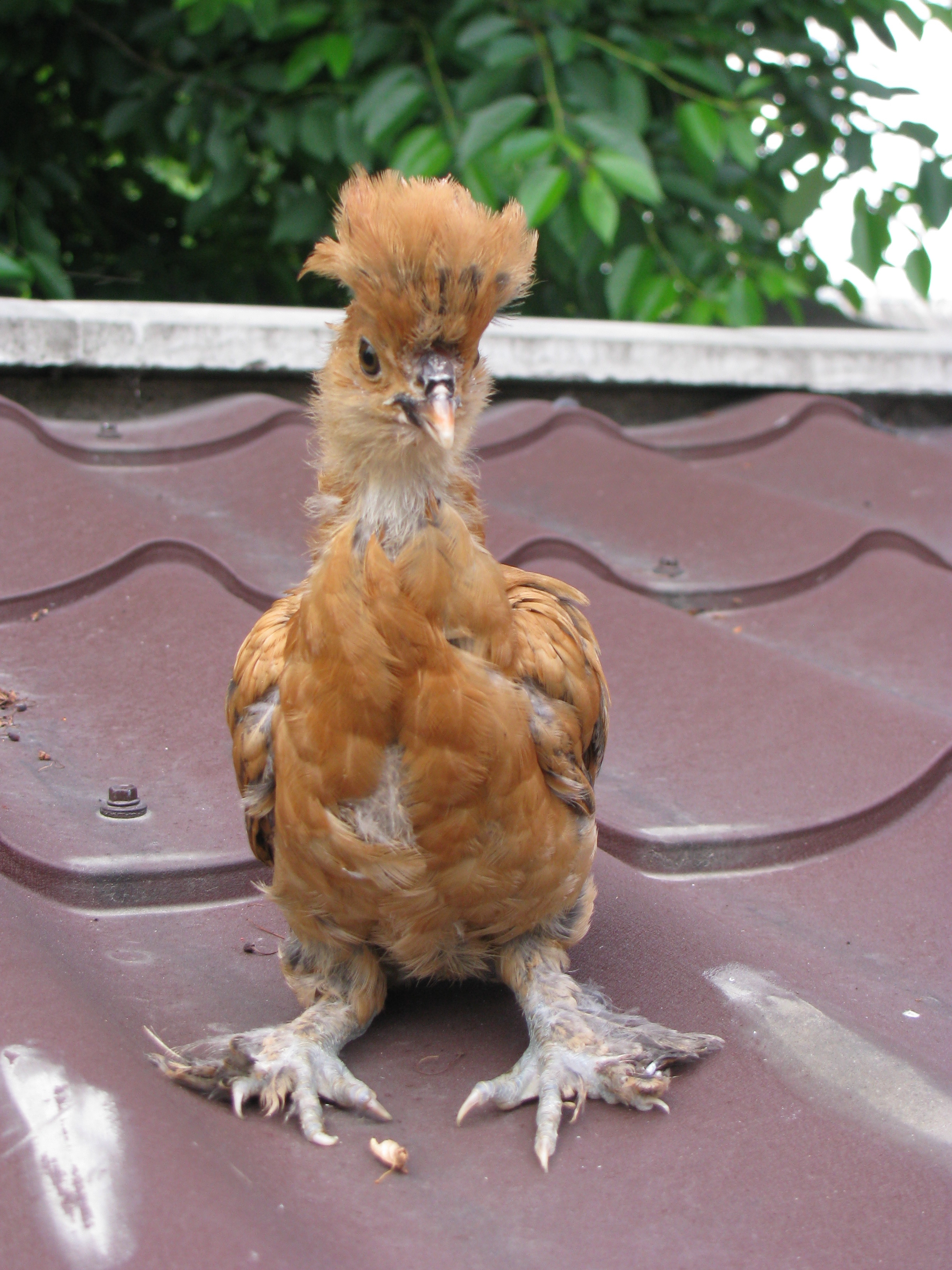 Павловская