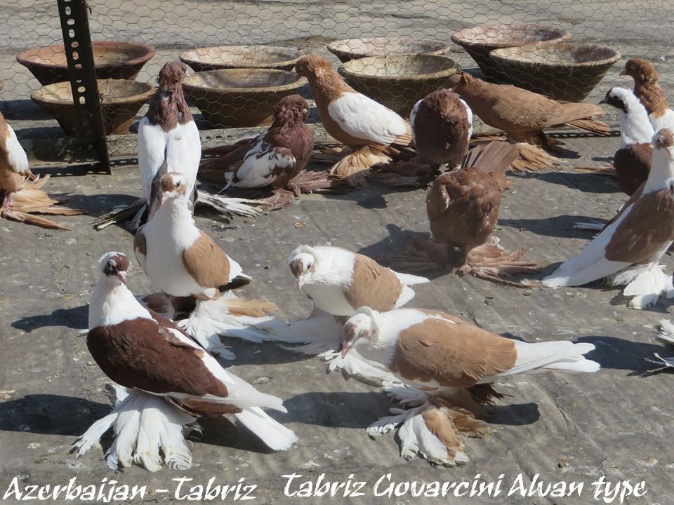Тебризские бойные

Tabriz

Tabriz Breeds