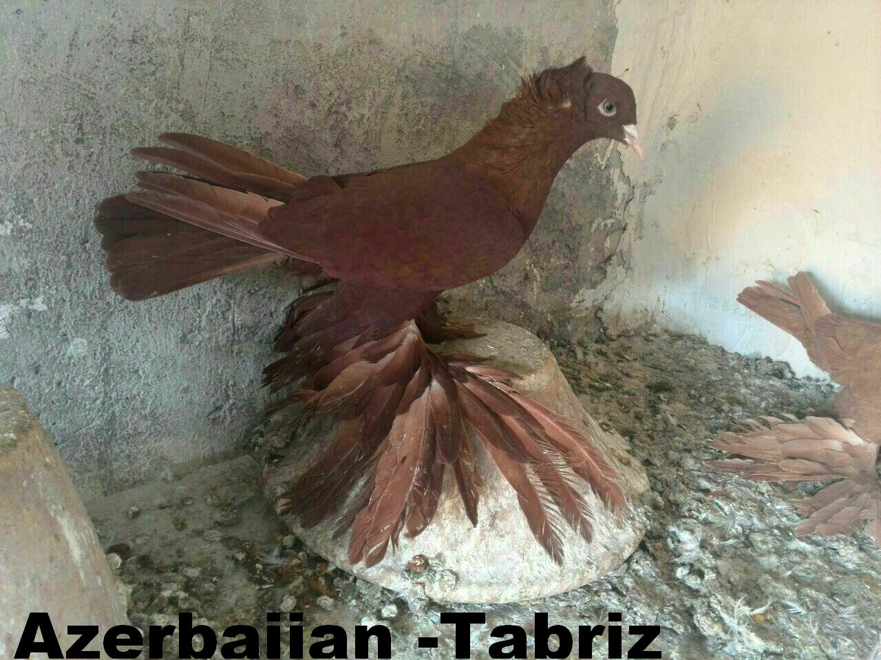 Тебризские бойные

Tabriz

Tabriz Breeds