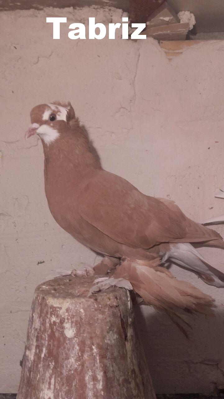Тебризские бойные

Tabriz

Tabriz Breeds