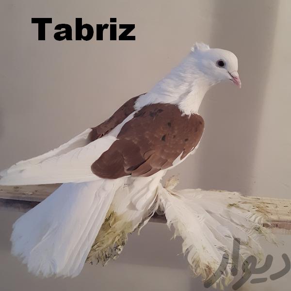 Тебризские бойные

Tabriz

Tabriz Breeds