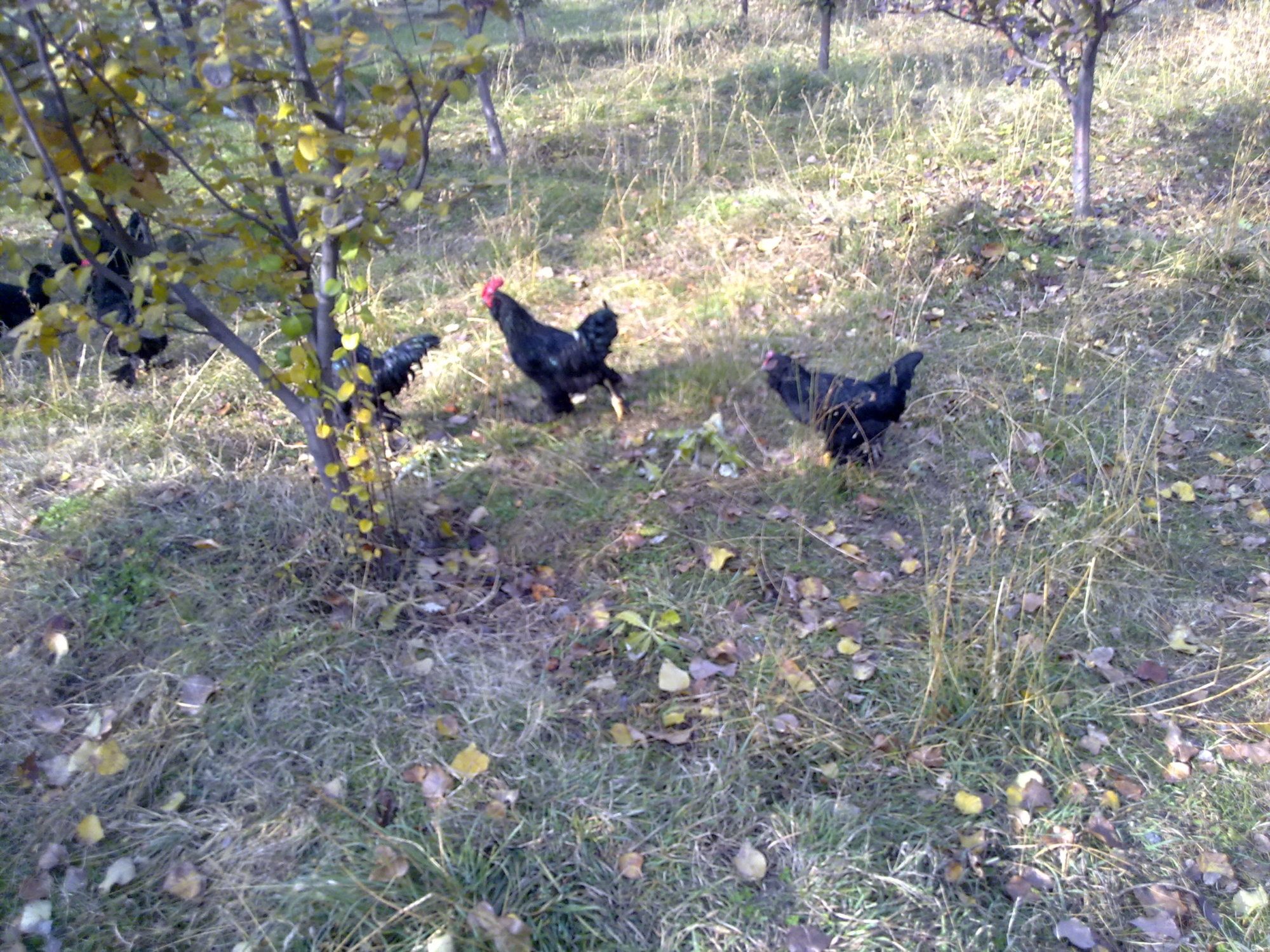 عکسهای جوجه های سال93