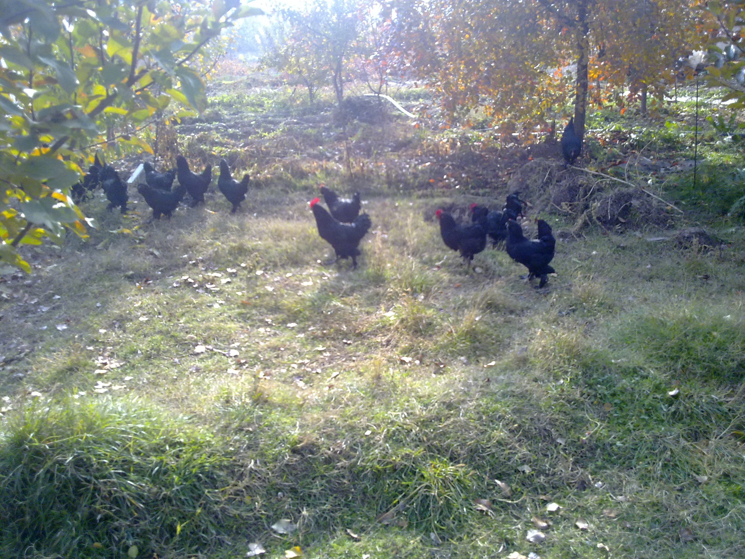 عکسهای جوجه های سال93