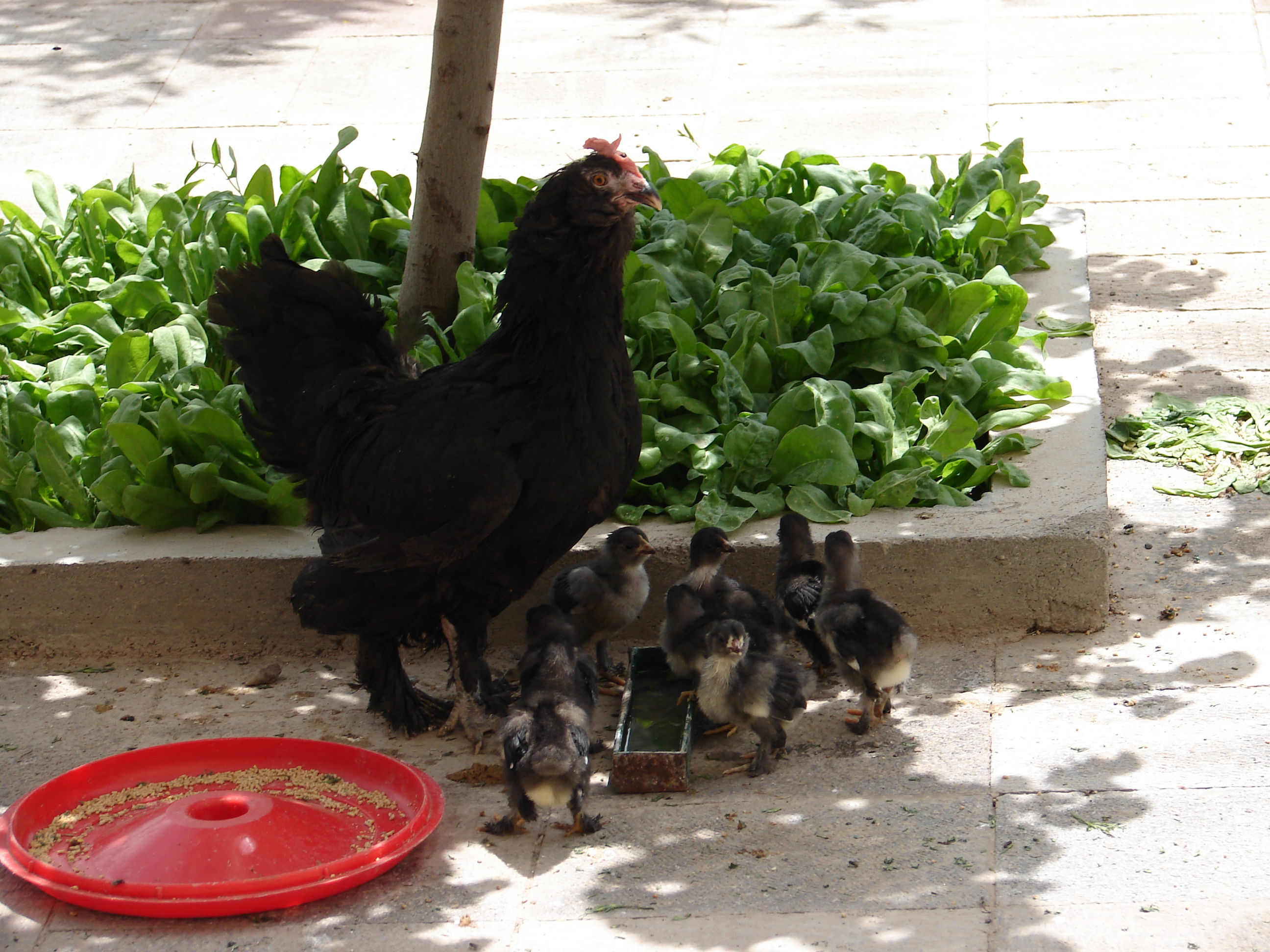 مرغ کرچ مرغ مرندی با جوجه های 6 روزه | BackYard Chickens ...