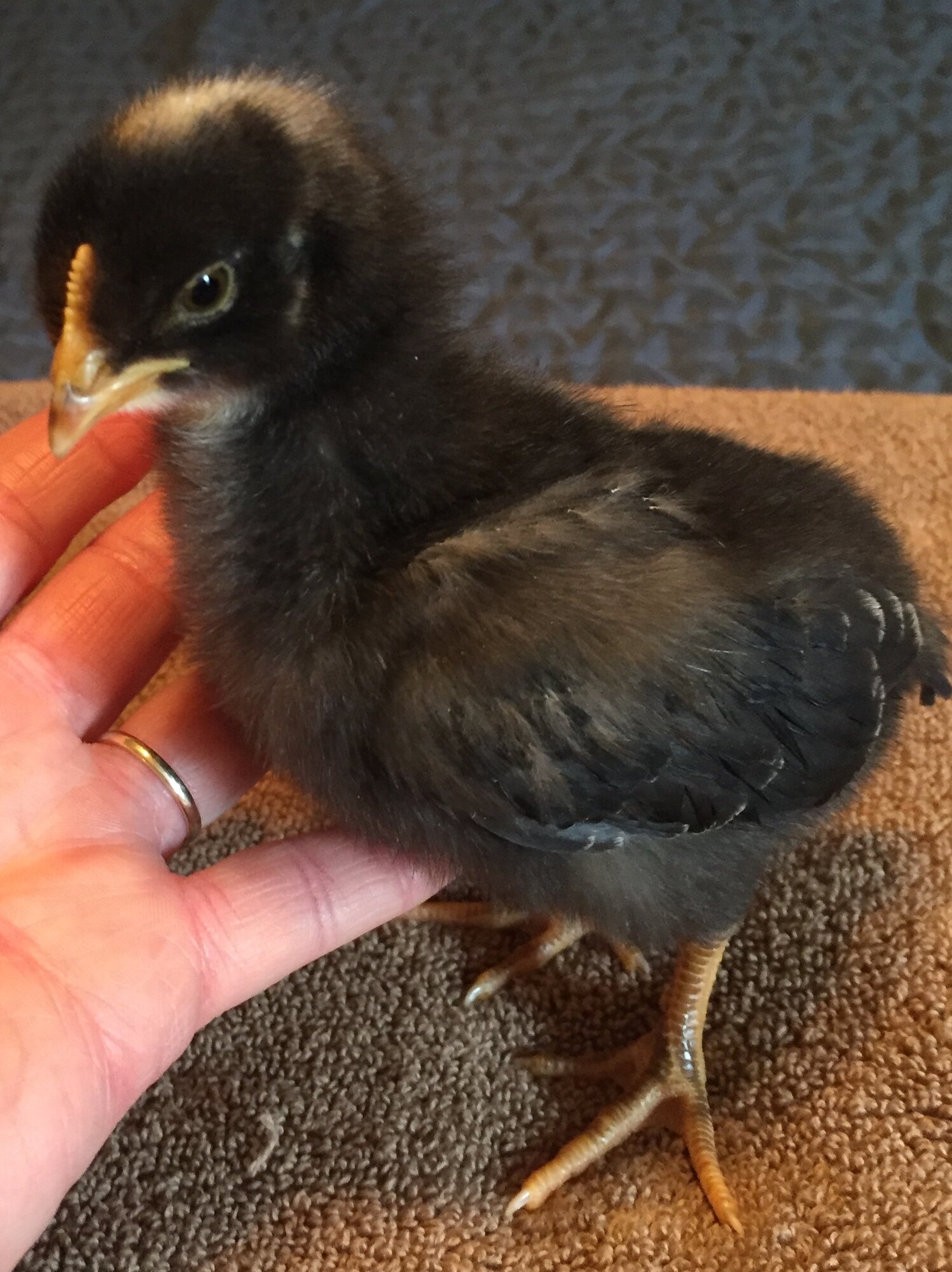 “Dot Head” at 10 days old