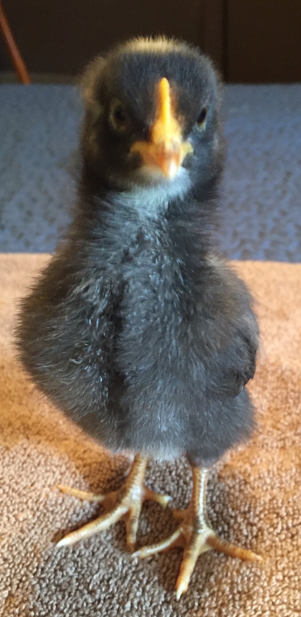 “Dot Head” at 10 days old