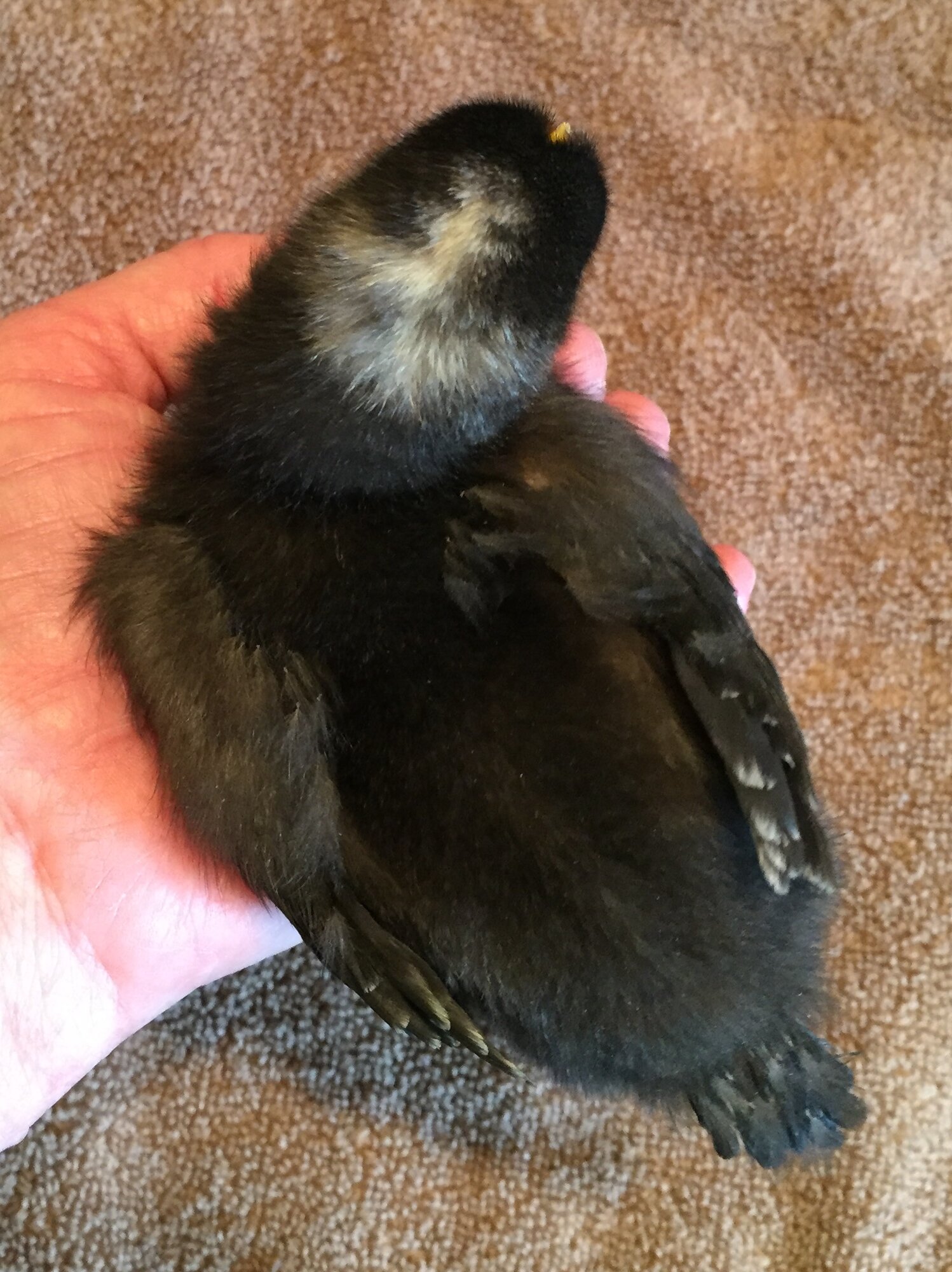 “Dot Head” at 10 days old