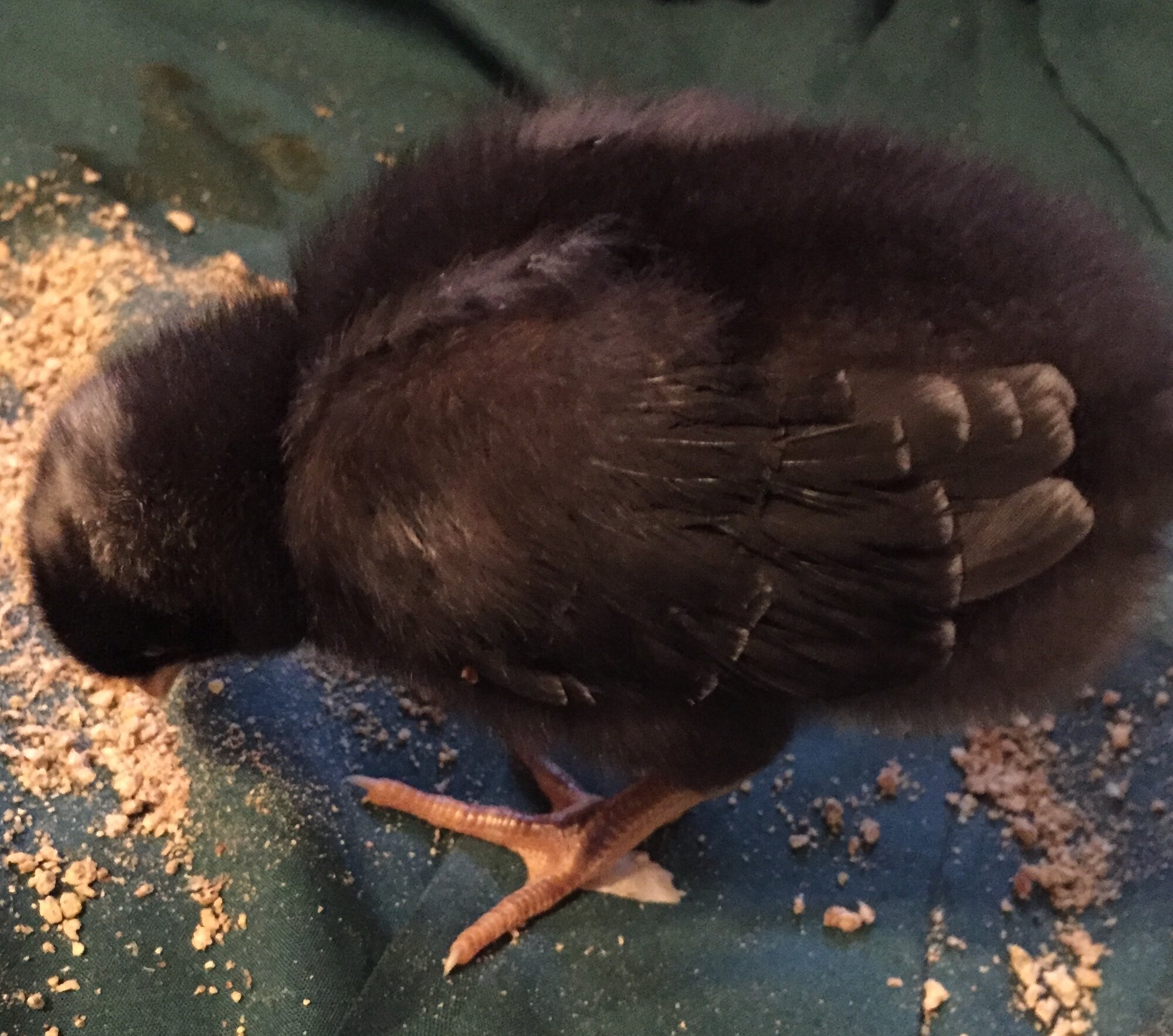 “Dot Head” at 9 days old