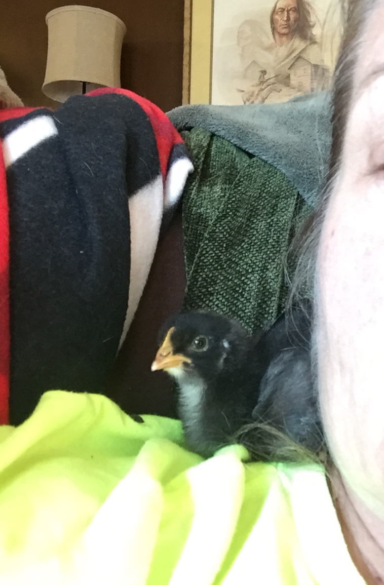“Dot Head” at 9 days old