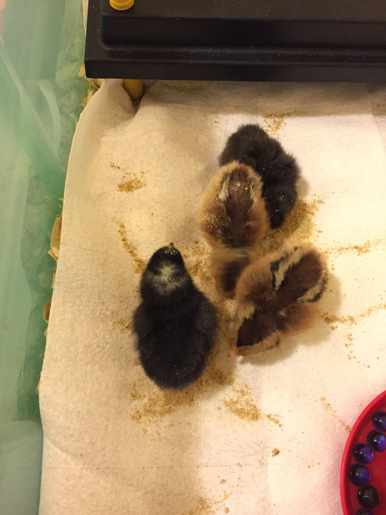 “Dot Head” at one day old