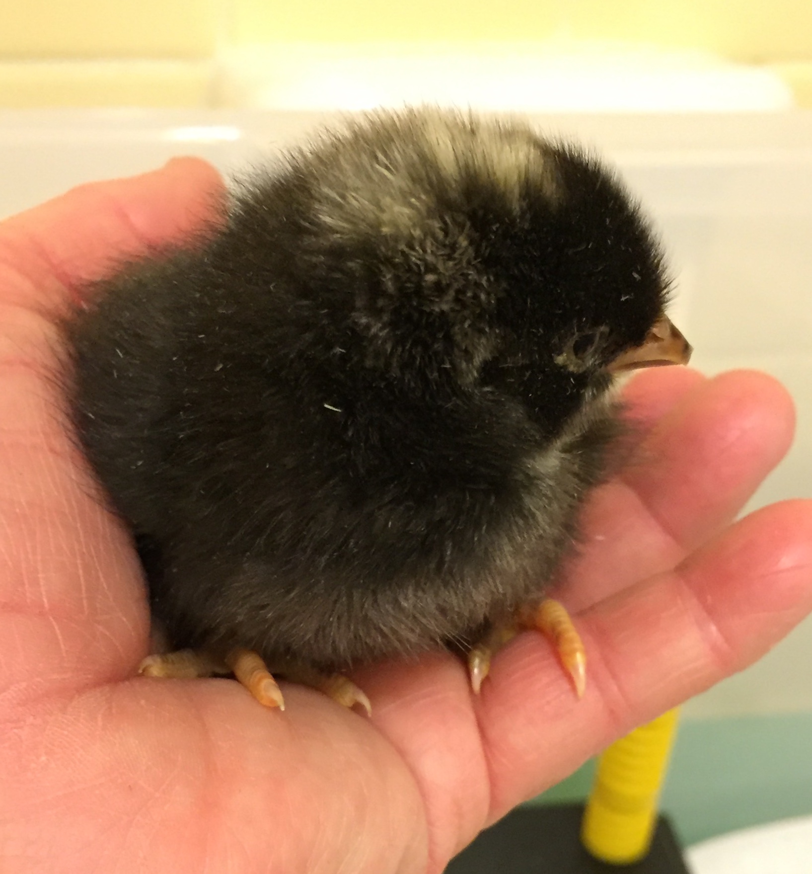 “Dot Head” at one day old