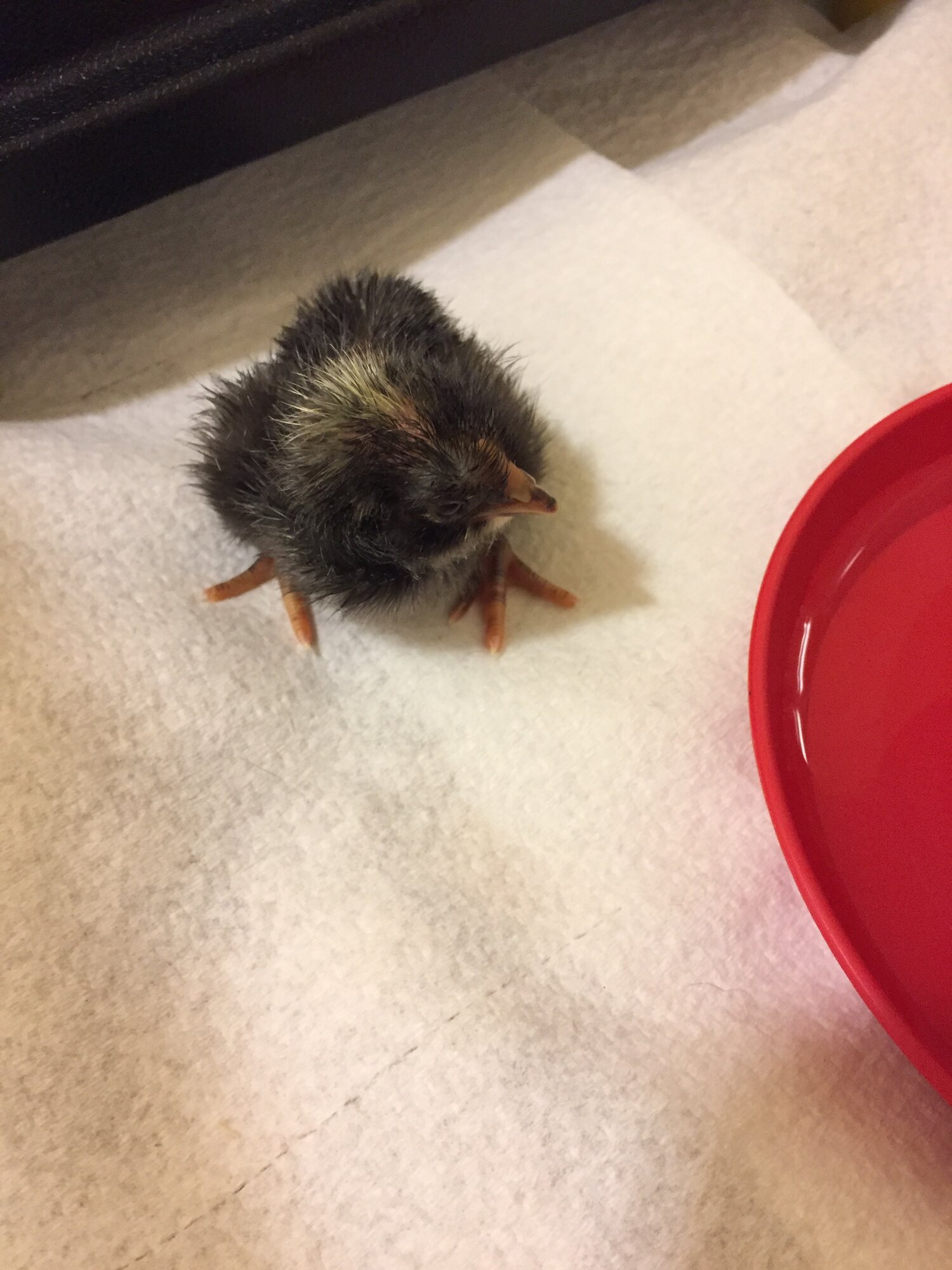“Dot Head” just a few hours old