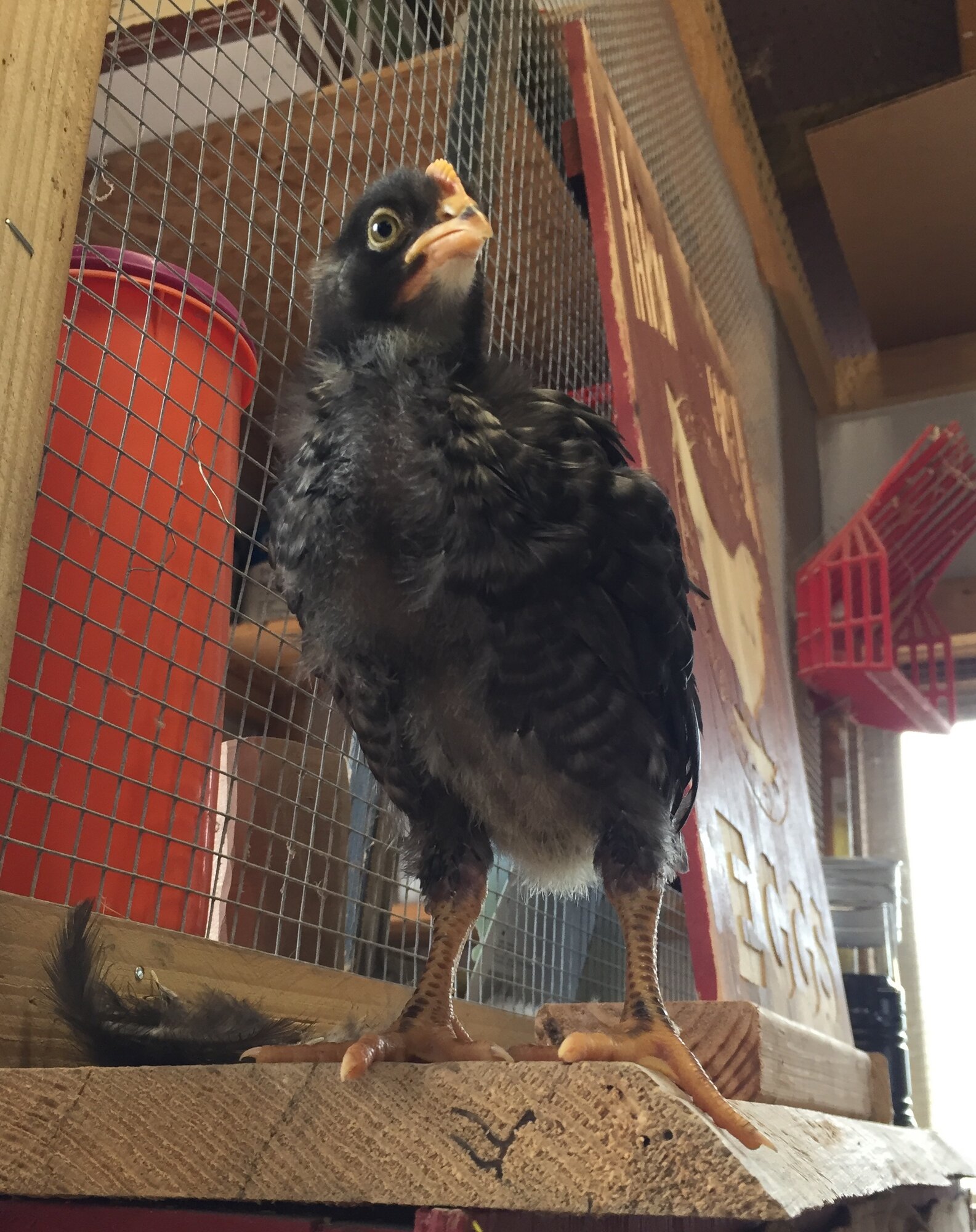 “Knucklehead” at 19 days old