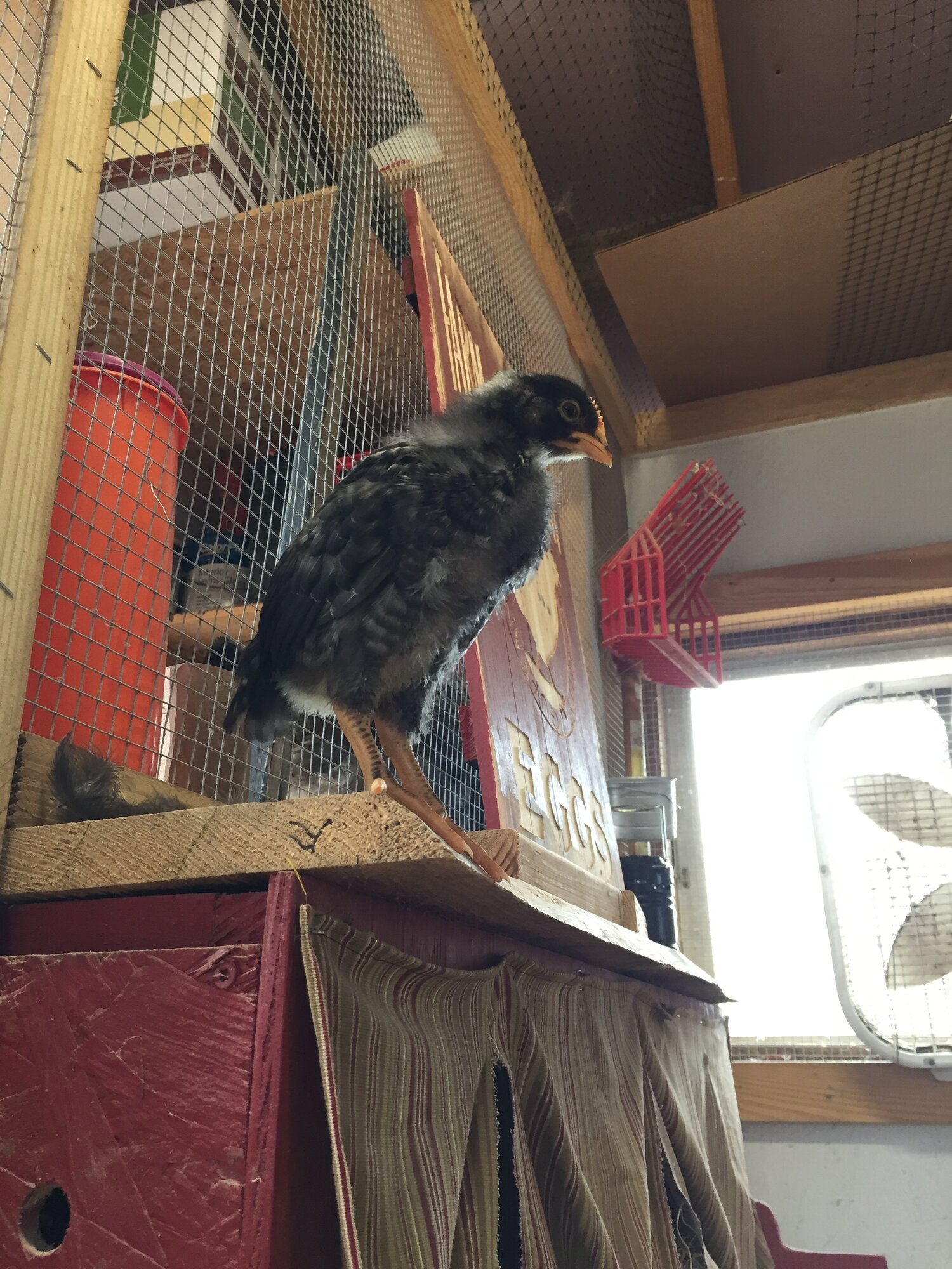 “Knucklehead” at 19 days old