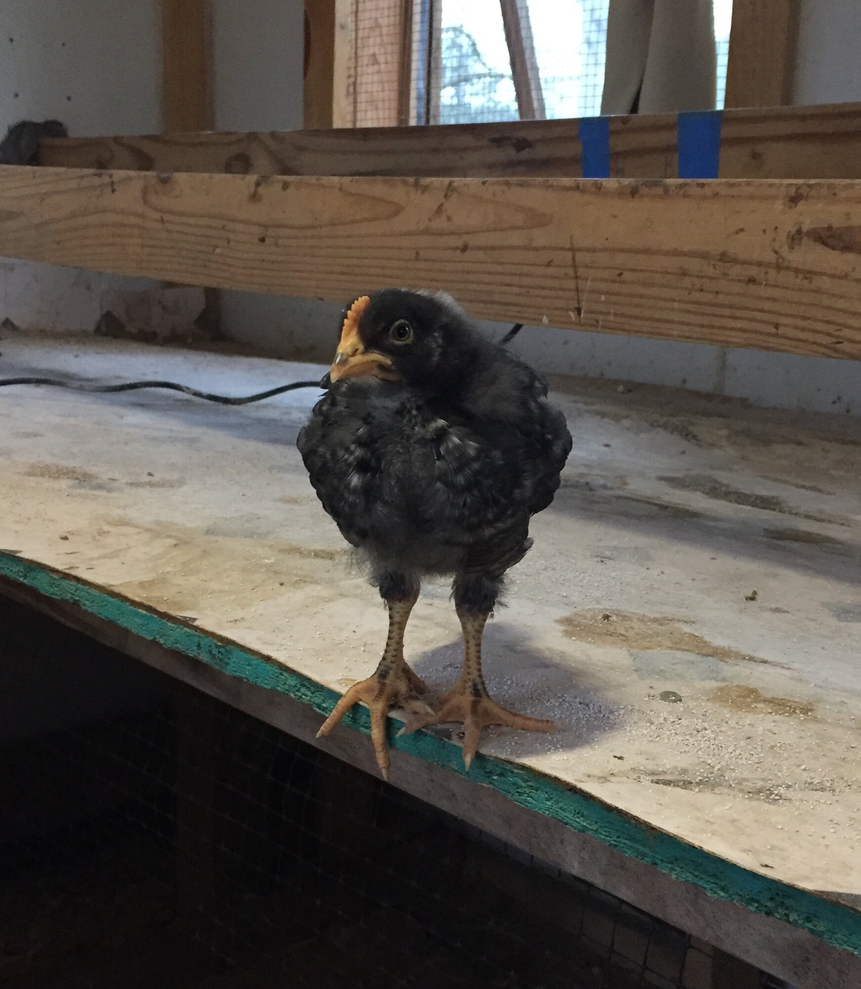 “Knucklehead” at 20 days old