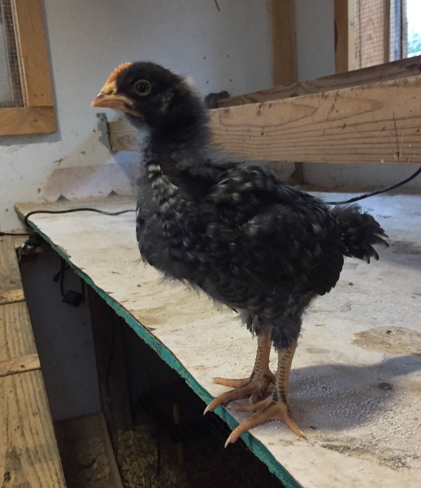 “Knucklehead” at 20 days old