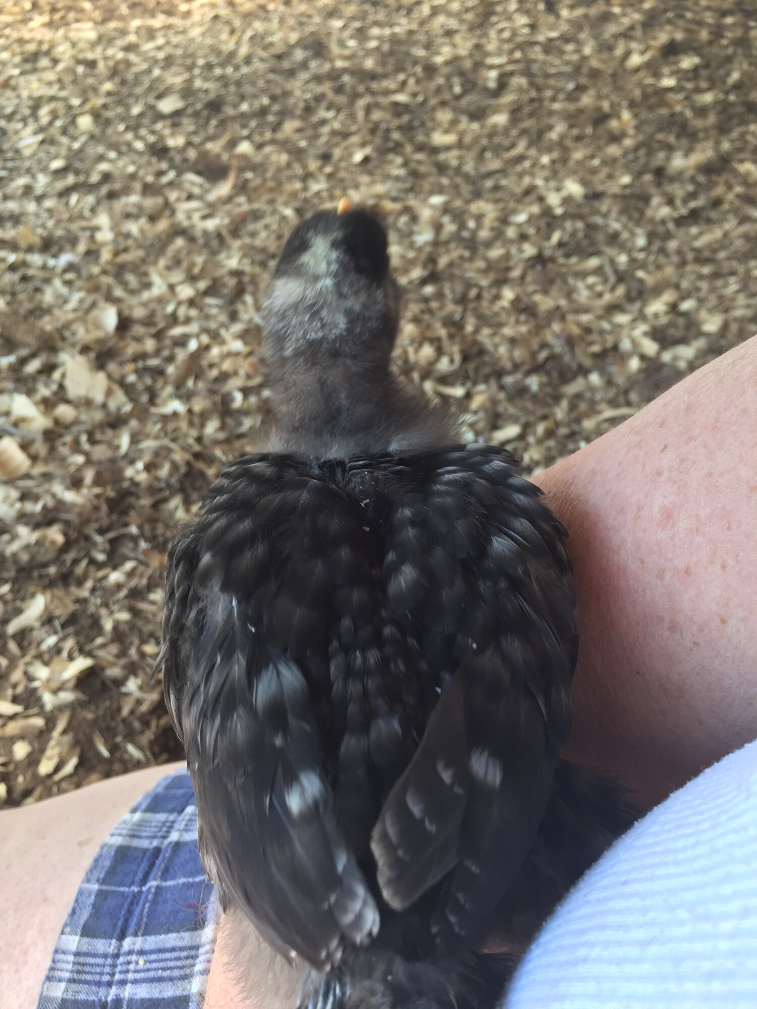 “Knucklehead” at 20 days old
