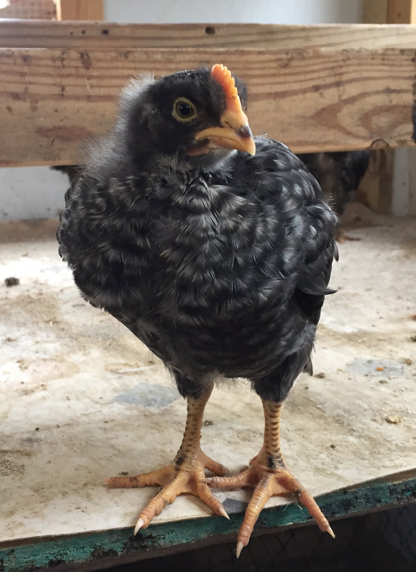 “Knucklehead” at 24 days old