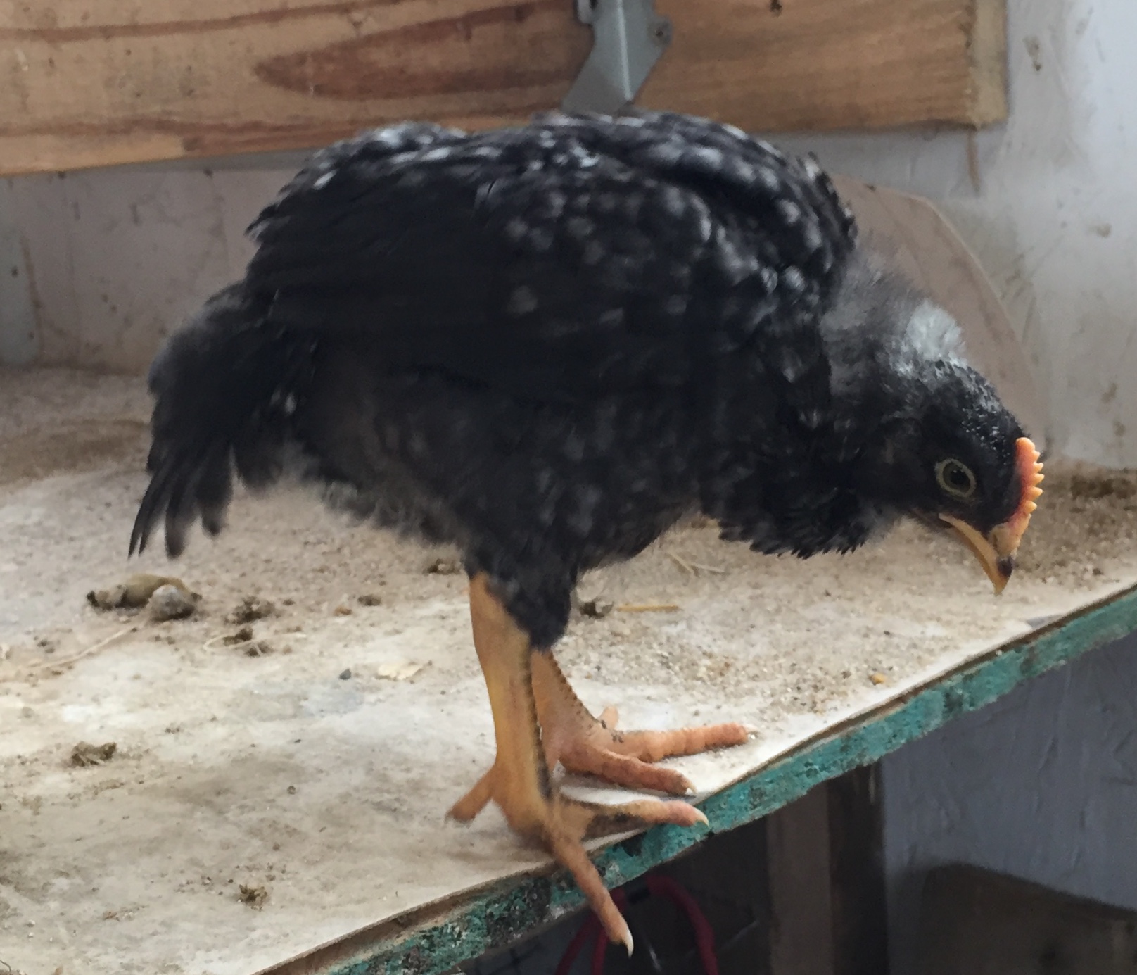 “Knucklehead” at 24 days old