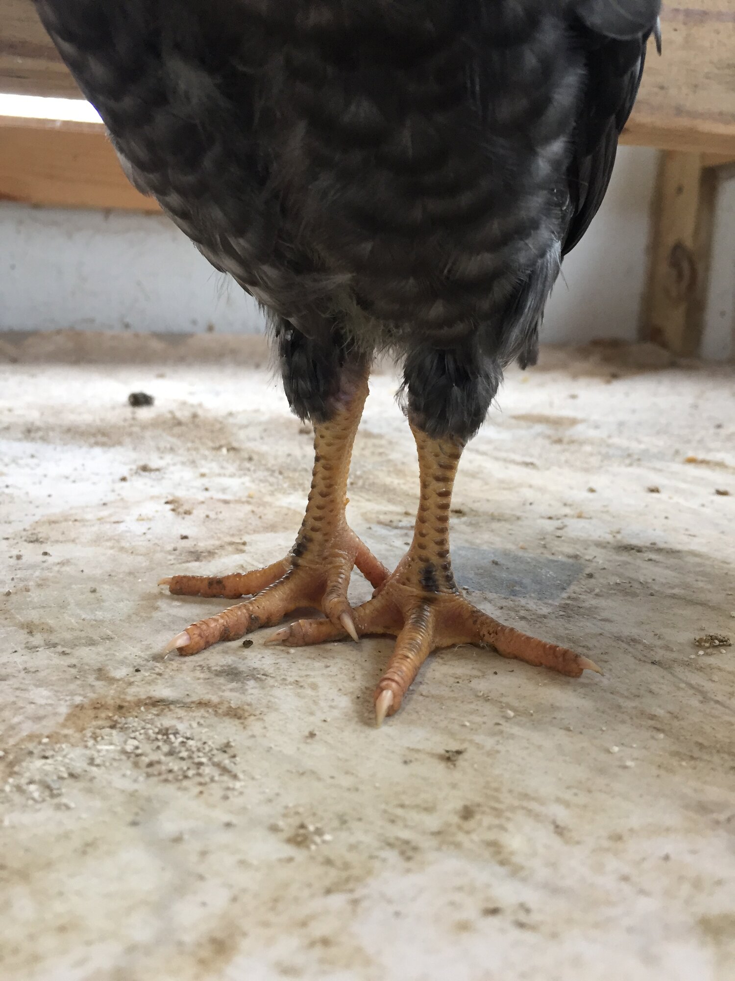 “Knucklehead” at 24 days old