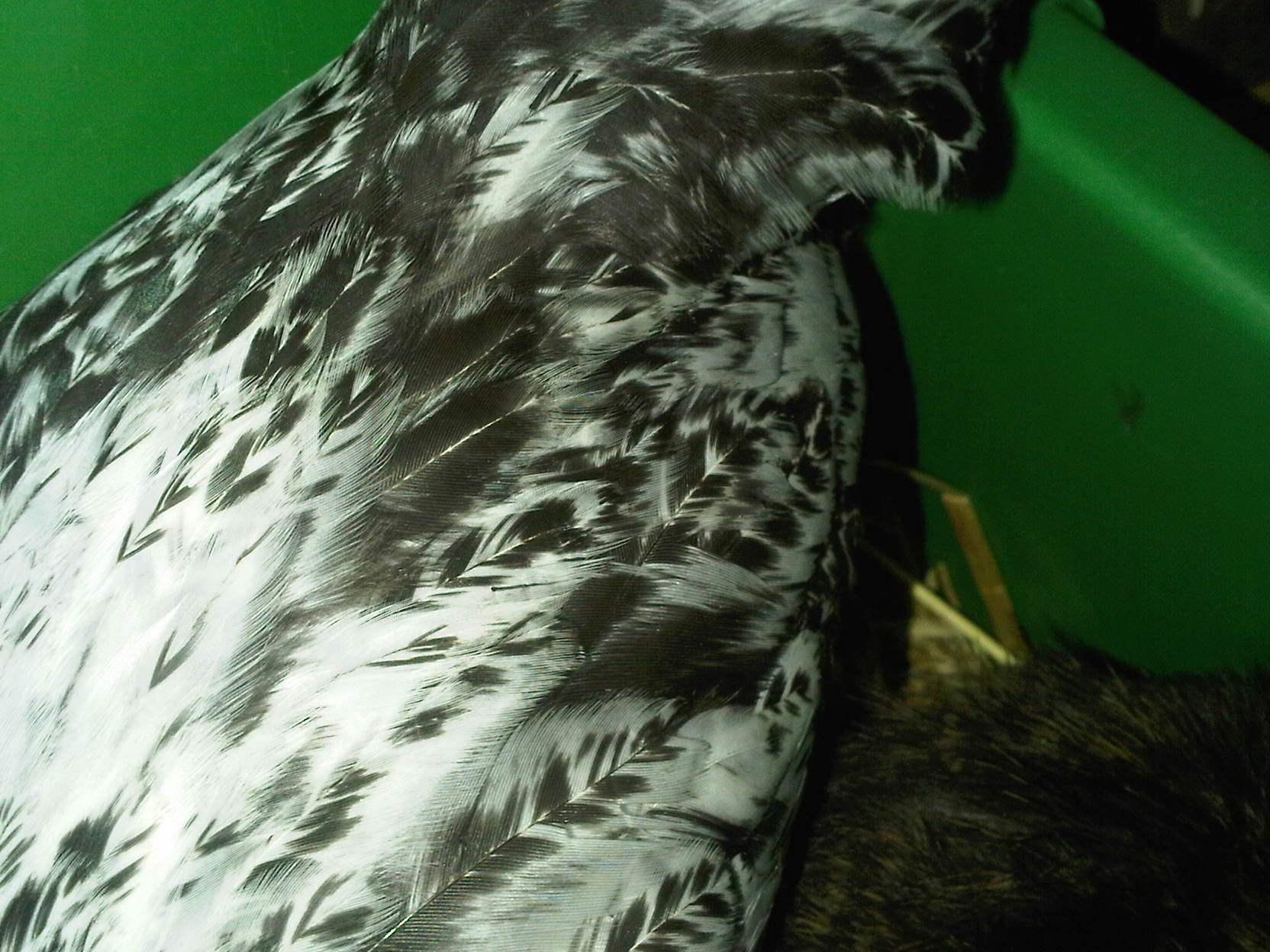 006.jpg
saddle close up