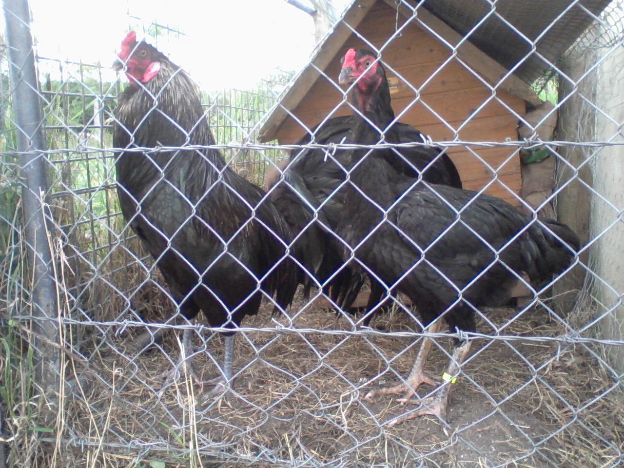 010.jpg i can tell there is some game bird in his blood but i hope to breed that out