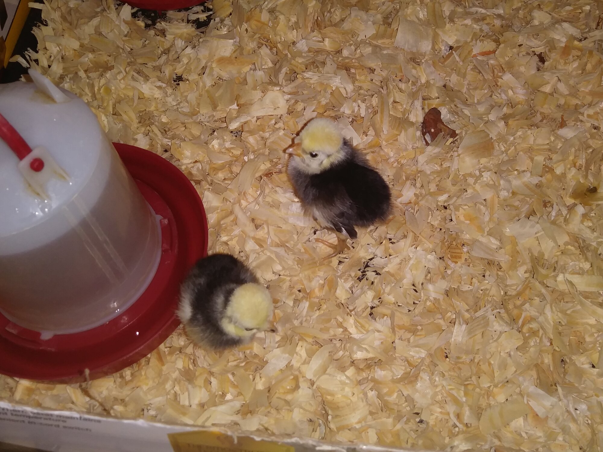 03-01-19 - New Girls 1