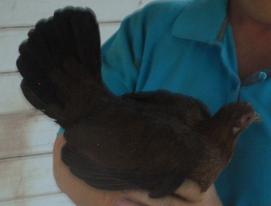 03-29-2012 Chickadee