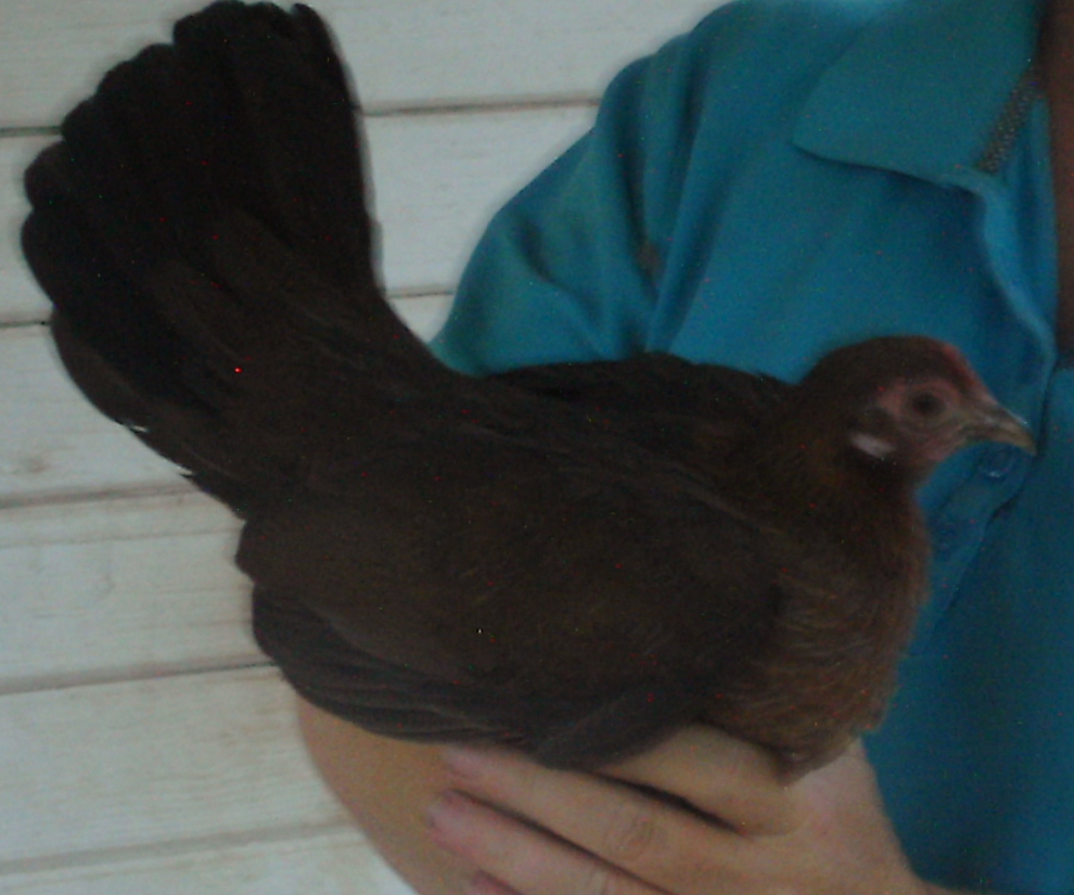 03-29-2012 Chickadee