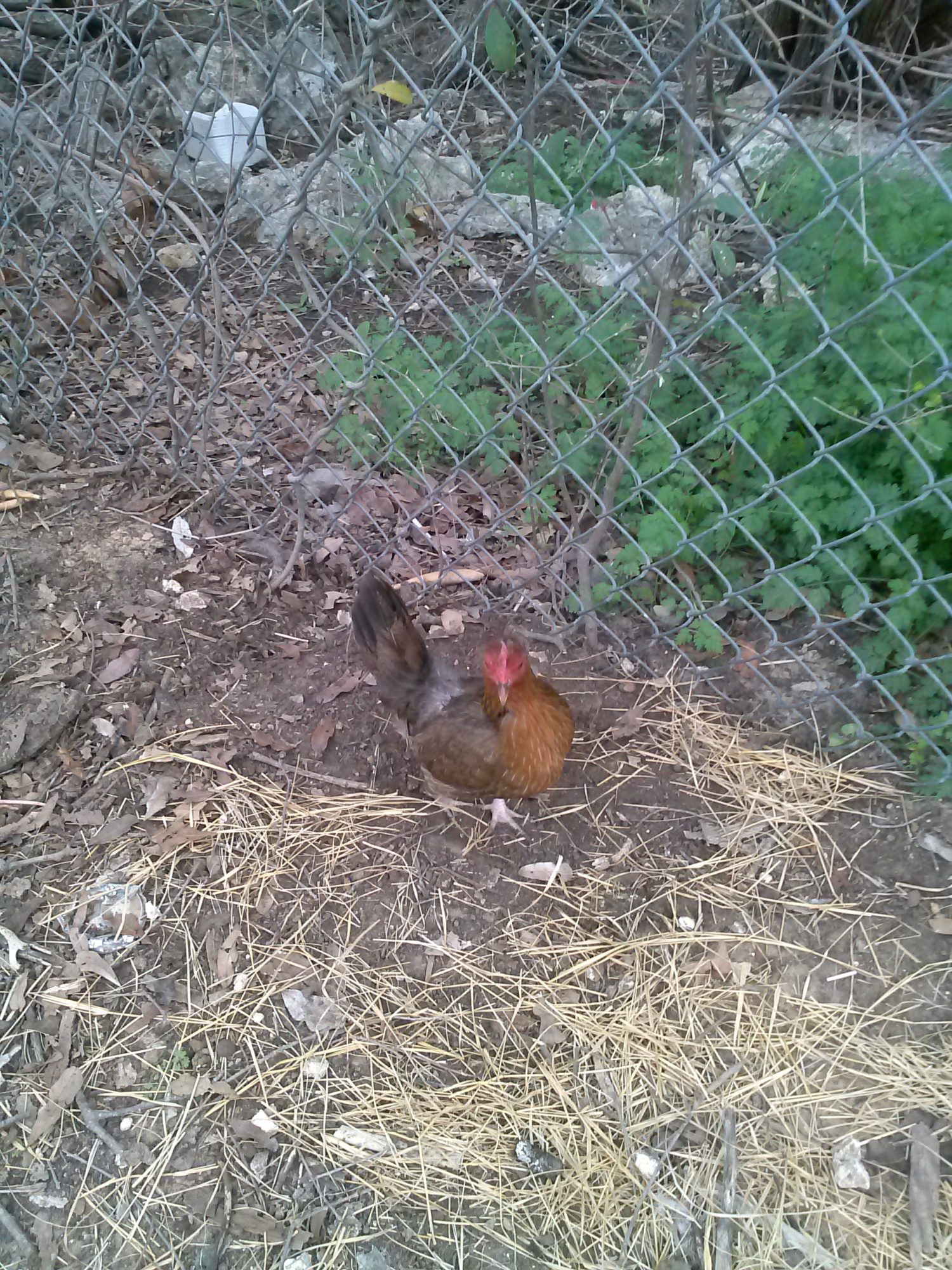 03-29-2013 Chickadee