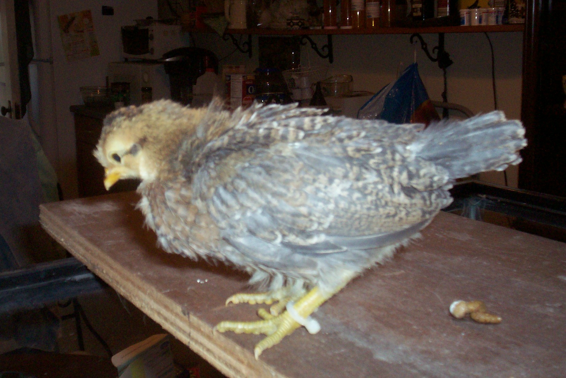031514 pullet 1-2