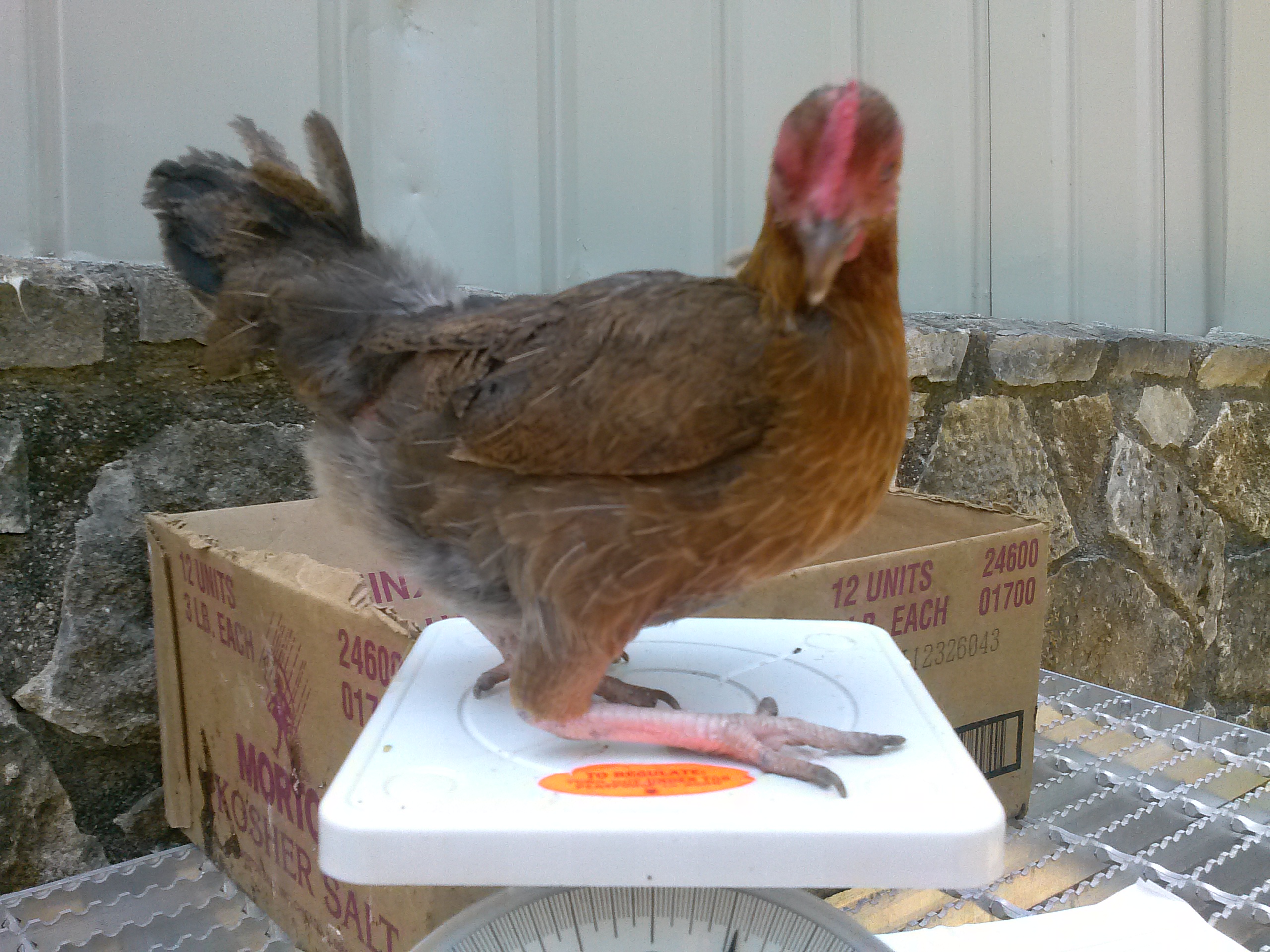 04-16-2013 chickadee