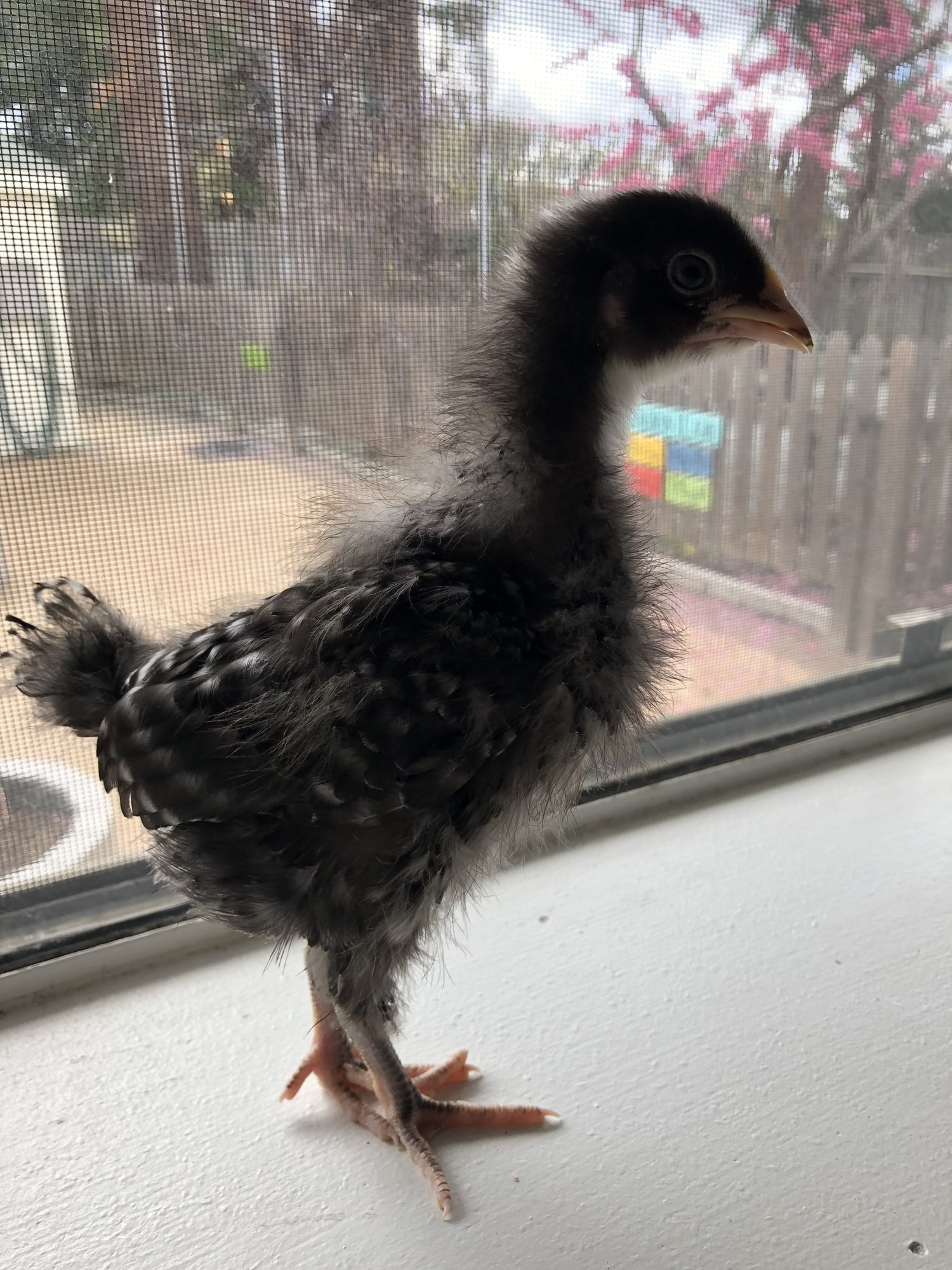 05F9D1FB-E47F-4155-9FCC-D0EEA7D41213