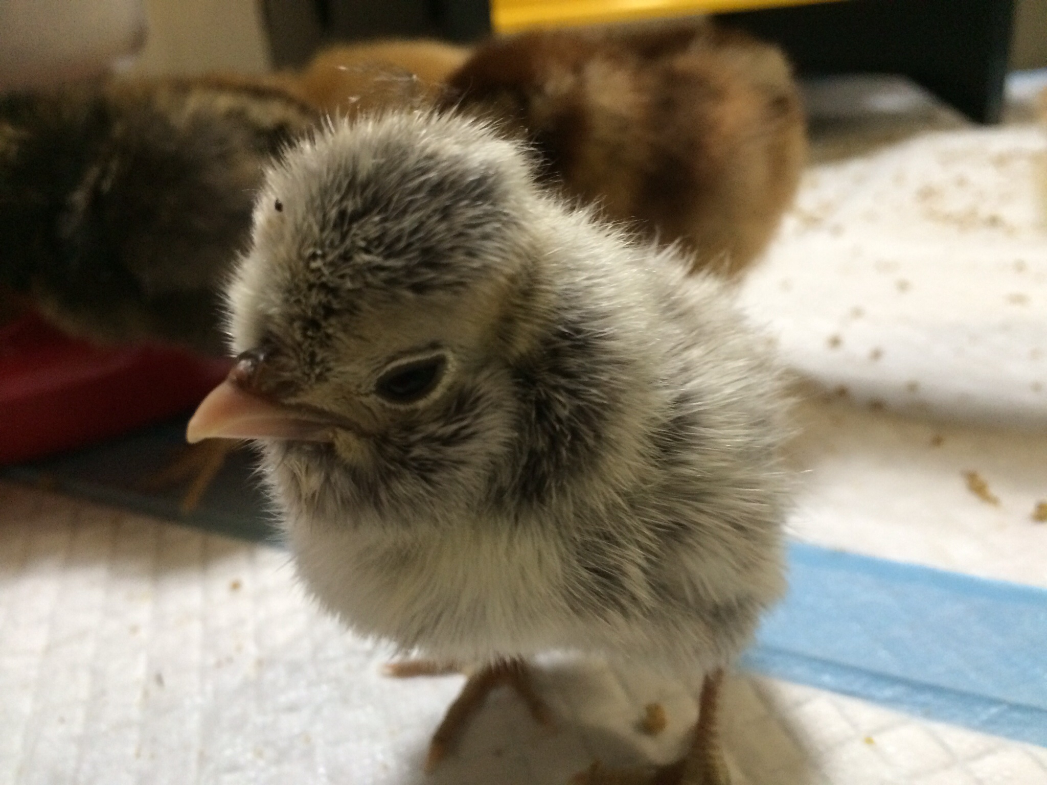 07/22/2014 Georgette - Silver-laced Polish