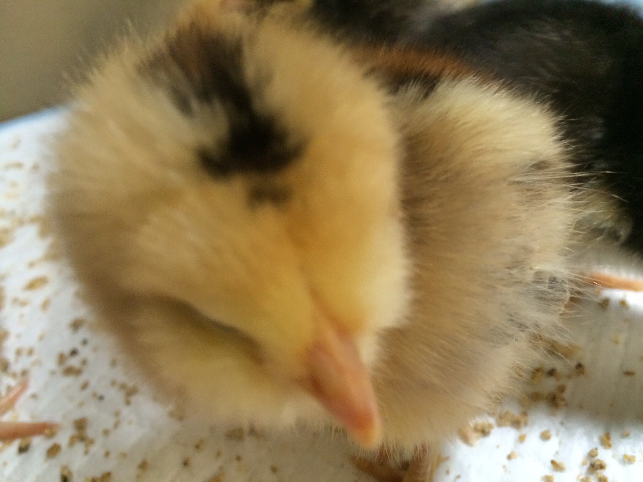 07/22/2014 Opal - Easter Egger