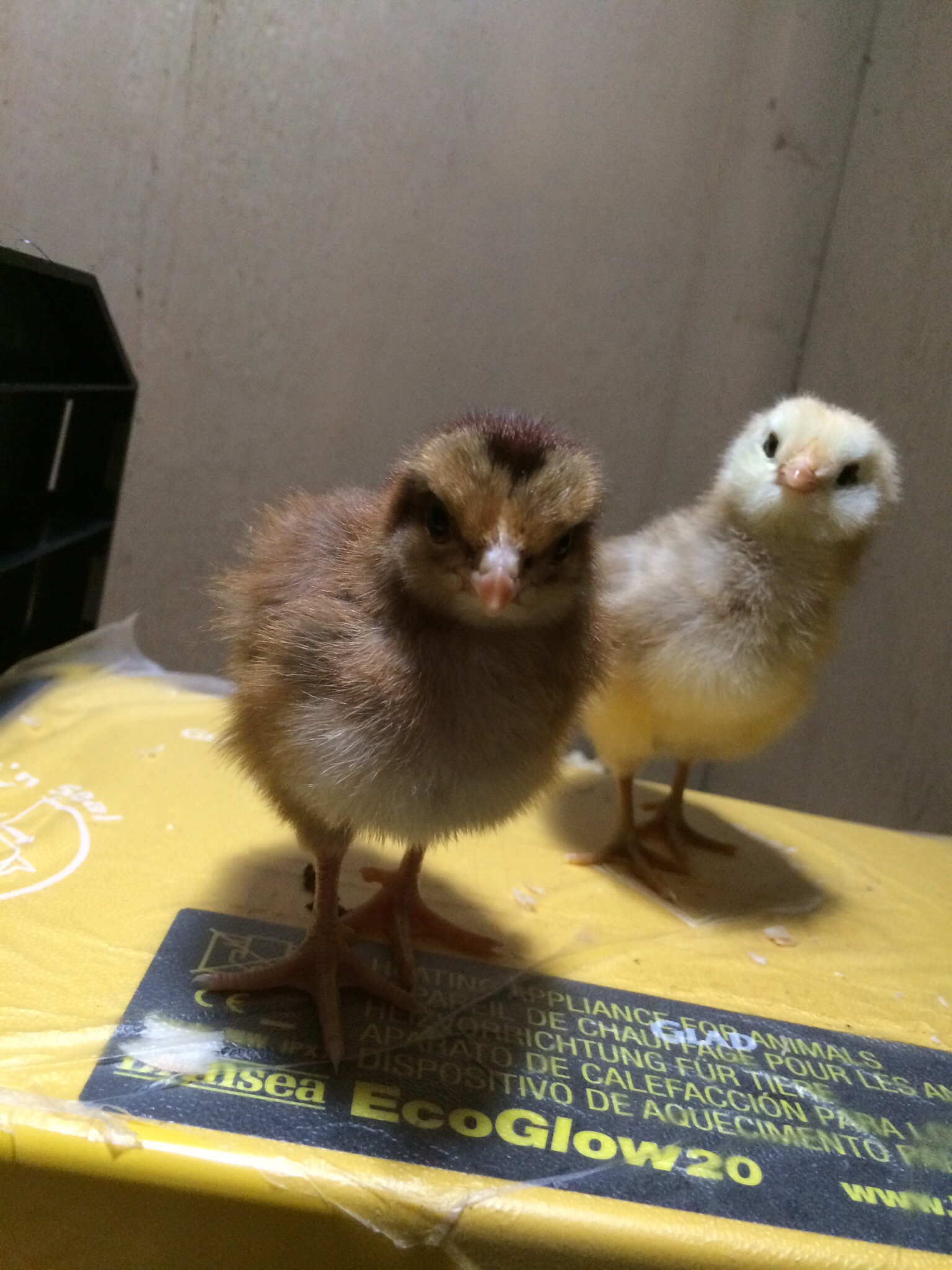 07/23/2014 Cornflake - Welsummer