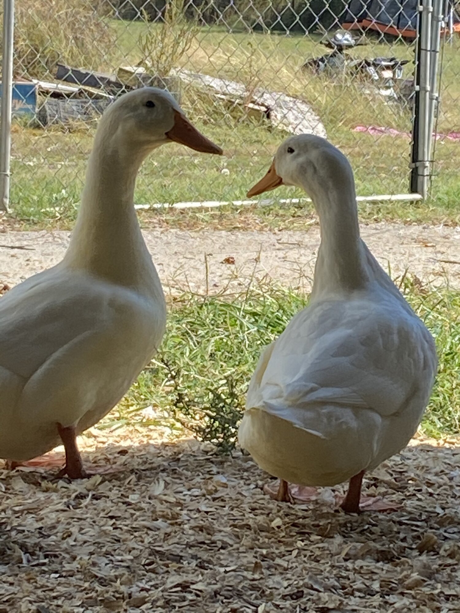 08E1B796-F05C-4639-B24C-95F628EF084D.jpeg