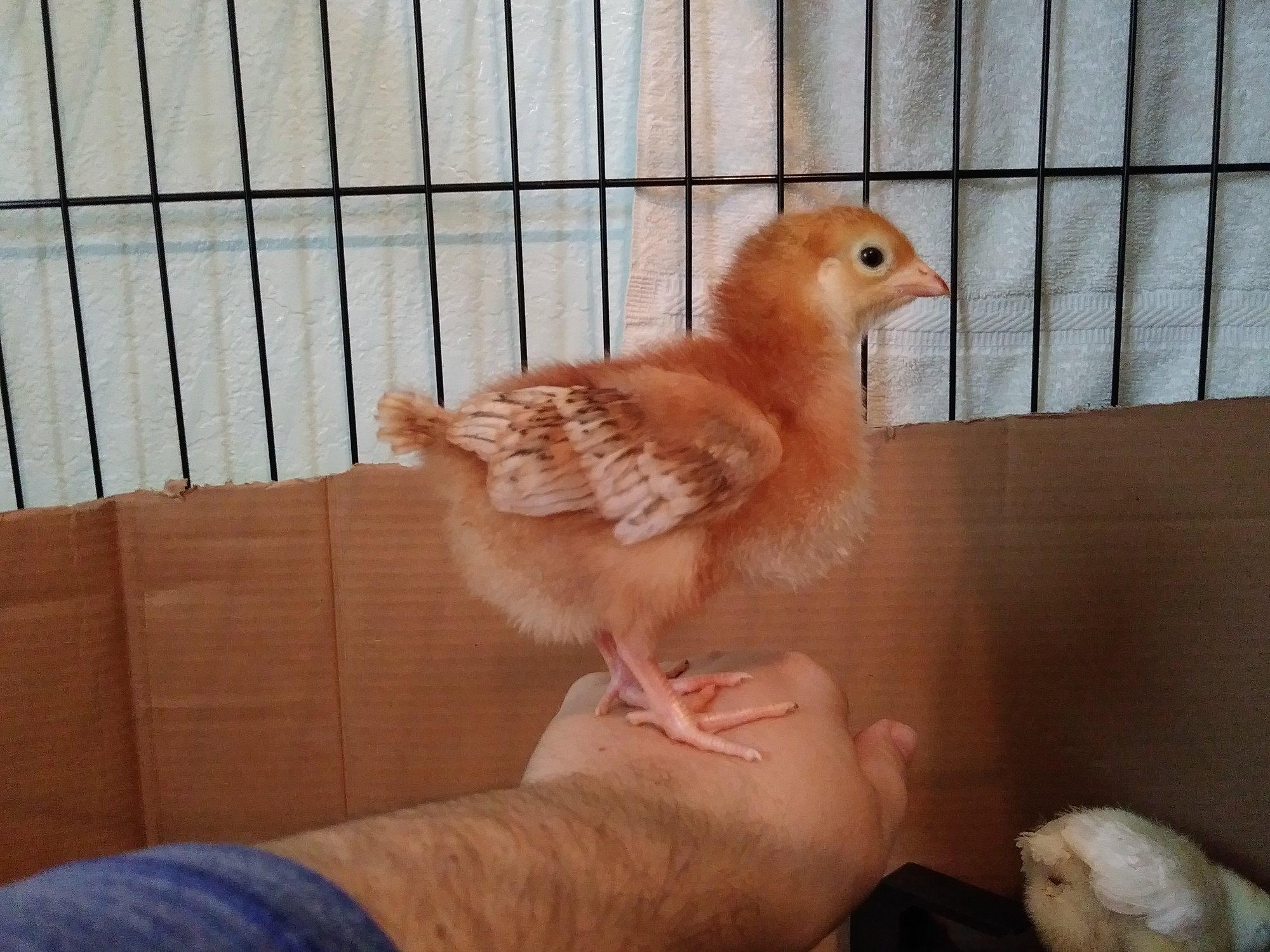 09-14-18 - 10 Days Wrist Chicken