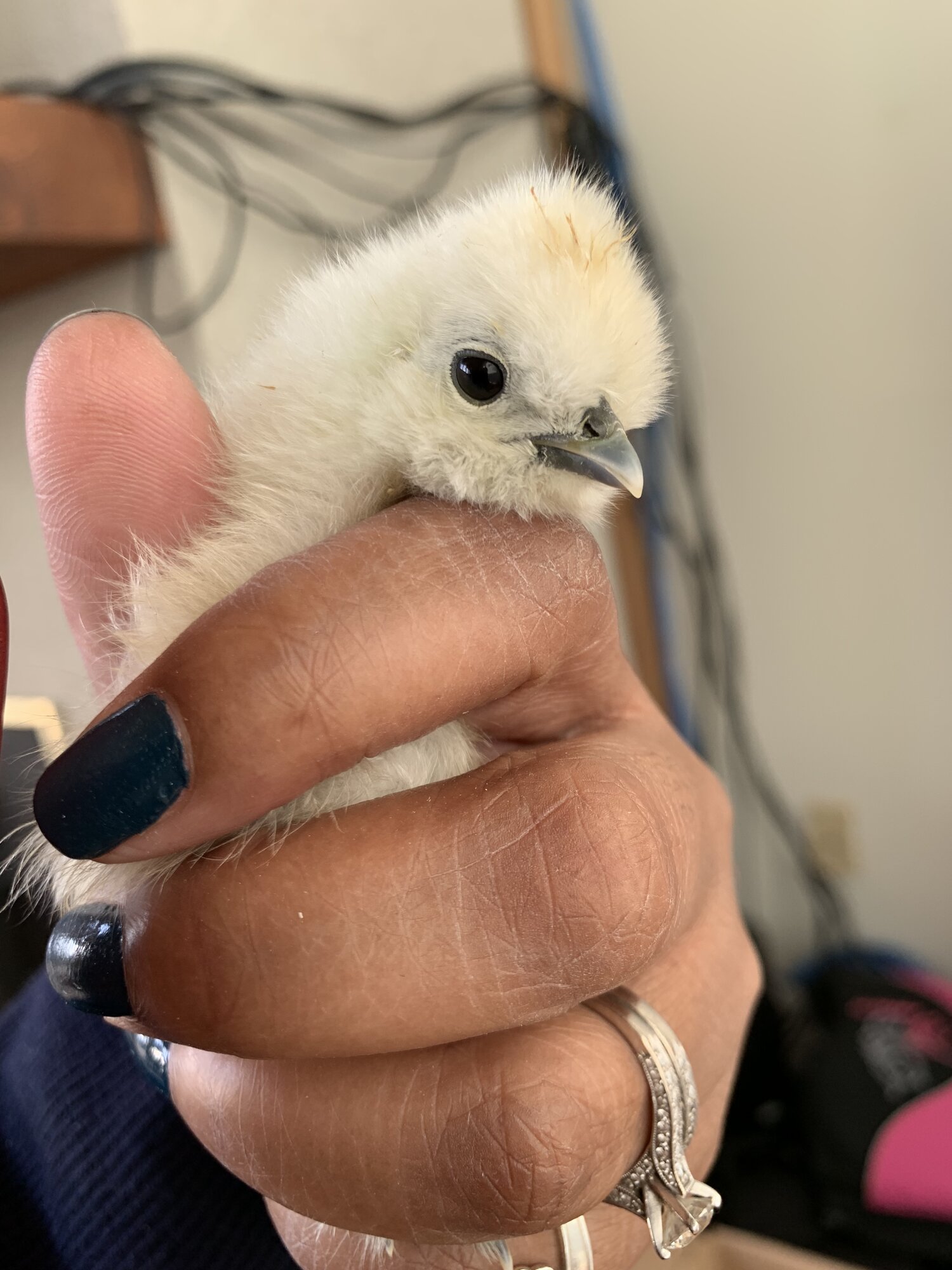 0E81F9CB-FFBF-424A-B66A-9F3B9523D595